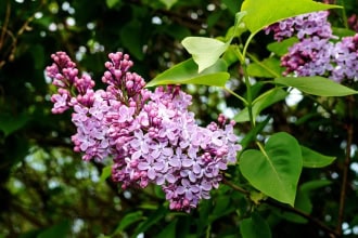 Lilak Red Pixie Syringa Red Pixie 1