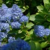 Prusznik płożący 'Autumnal Blue' Ceanothus Autumnal Blue 2