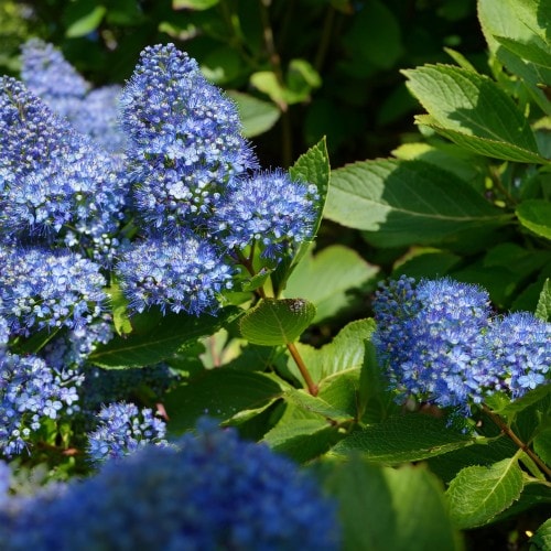 Prusznik płożący 'Autumnal Blue' Ceanothus Autumnal Blue 2