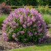 Lilak Red Pixie Syringa Red Pixie 2