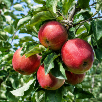 Jabłoń "Piros" Malus Piros 1