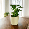 Aukuba Japońska Variegata (Aucuba japonica) Aucuba japonica Variegata 1