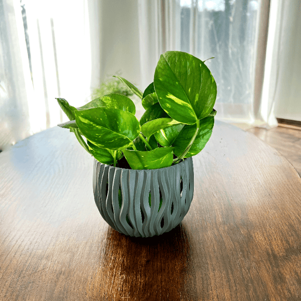 Epipremnum złociste Golden Pothos Neon (Epipremnum aureum) Epipremnum aureum Golden Pothos Neon 1