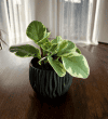 Peperomia tępolistna Variegata (Peperomia obtusifolia) Peperomia obtusifolia Variegata 1