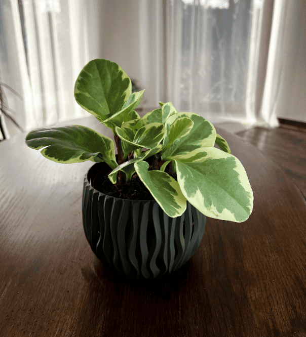 Peperomia tępolistna Variegata (Peperomia obtusifolia) Peperomia obtusifolia Variegata 1