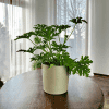 Geranium Anginka (Pelargonium graveolens) Pelargonium graveolens 1