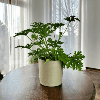 Geranium Anginka (Pelargonium graveolens) Pelargonium graveolens 1