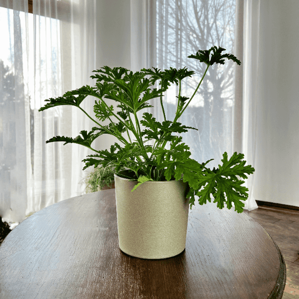 Geranium Anginka (Pelargonium graveolens) Pelargonium graveolens 1