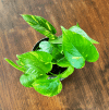 Epipremnum złociste Golden Pothos Neon (Epipremnum aureum) Epipremnum aureum Golden Pothos Neon 3