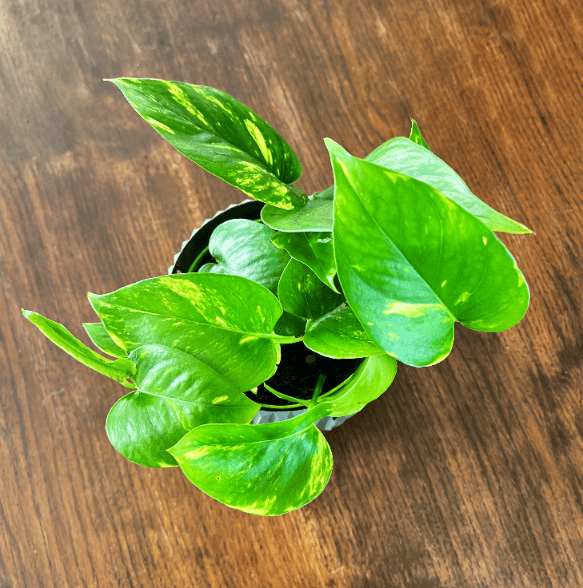 Epipremnum złociste Golden Pothos Neon (Epipremnum aureum) Epipremnum aureum Golden Pothos Neon 3