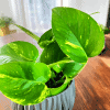 Epipremnum złociste Golden Pothos Neon (Epipremnum aureum) Epipremnum aureum Golden Pothos Neon 2