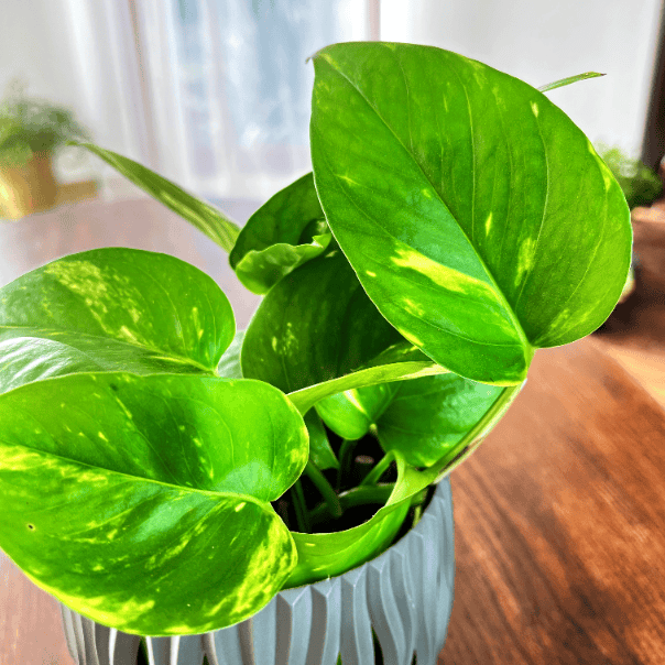 Epipremnum złociste Golden Pothos Neon (Epipremnum aureum) Epipremnum aureum Golden Pothos Neon 2