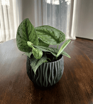 Scindapsus pictus Exotica (Epipremnum) Scindapsus pictus Exotica 1