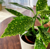 Aukuba Japońska Variegata (Aucuba japonica) Aucuba japonica Variegata 4