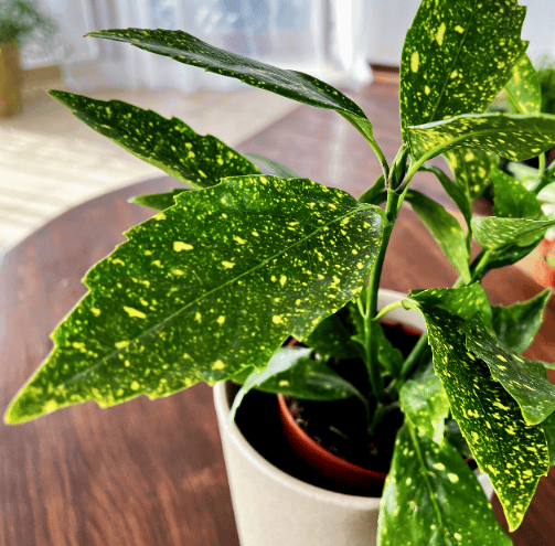 Aukuba Japońska Variegata (Aucuba japonica) Aucuba japonica Variegata 4
