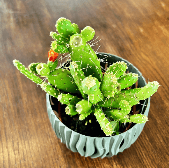 Opuncja (Opuntia) Opuntia 3