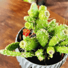Opuncja (Opuntia) Opuntia 2