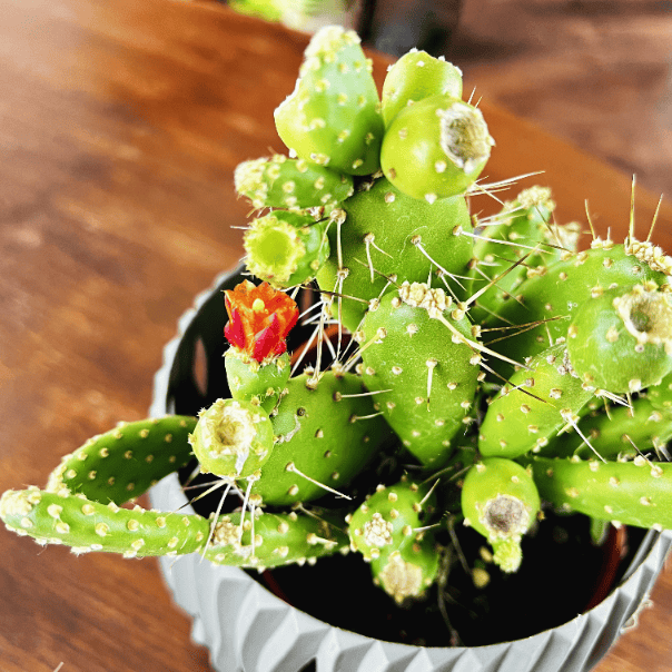 Opuncja (Opuntia) Opuntia 2