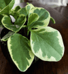 Peperomia tępolistna Variegata (Peperomia obtusifolia) Peperomia obtusifolia Variegata 3