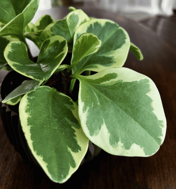 Peperomia tępolistna Variegata (Peperomia obtusifolia) Peperomia obtusifolia Variegata 3