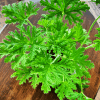 Geranium Anginka (Pelargonium graveolens) Pelargonium graveolens 2