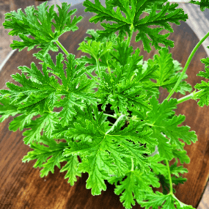 Geranium Anginka (Pelargonium graveolens) Pelargonium graveolens 2