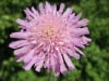Drakiew japońska Pink Diamonds Scabiosa japonica Pink Diamonds 1
