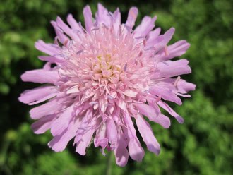 Drakiew japońska Pink Diamonds Scabiosa japonica Pink Diamonds 1