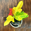 Trójskrzyn pstry/Kroton Mammi (Codiaeum variegatum) Codiaeum variegatum Mammi 2