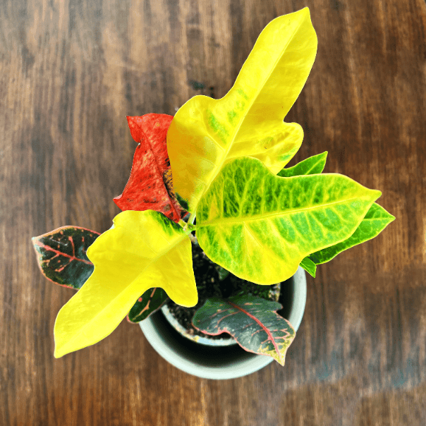 Trójskrzyn pstry/Kroton Mammi (Codiaeum variegatum) Codiaeum variegatum Mammi 2