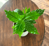 Kawowiec arabski (Kawa) Coffea arabica 2