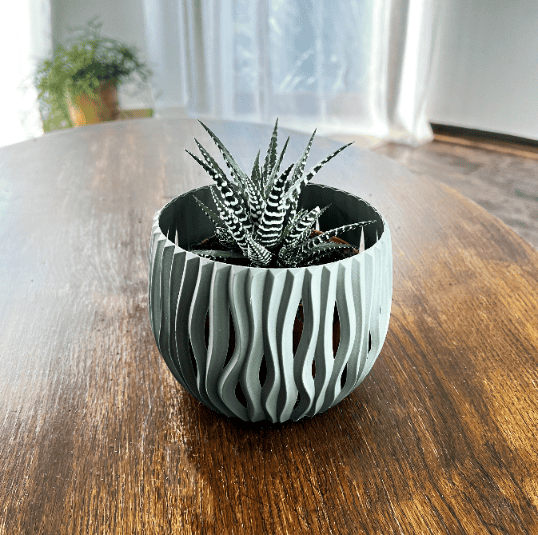 Aloes ościsty Aloe aristata