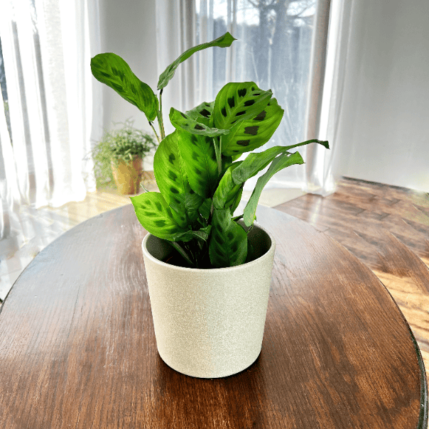Maranta leuconeura Kerchoveana Maranta leuconeura Kerchoveana 1