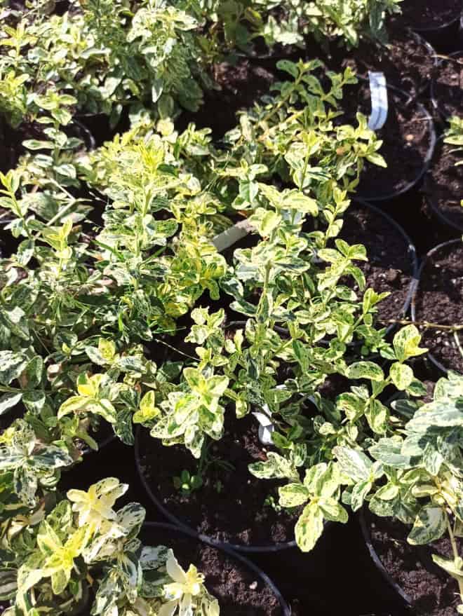 Trzmielina Fortune'a GOLDEN HARLEQUIN - CIEKAWA, MAŁO ZNANA C2 Eunymus Golden harlequin c2 2