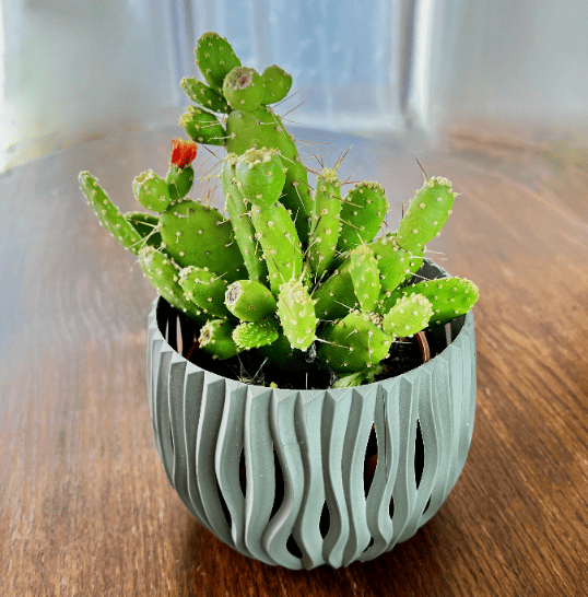 Opuncja (Opuntia) Opuntia 1