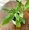 Aukuba Japońska Variegata (Aucuba japonica) Aucuba japonica Variegata 2
