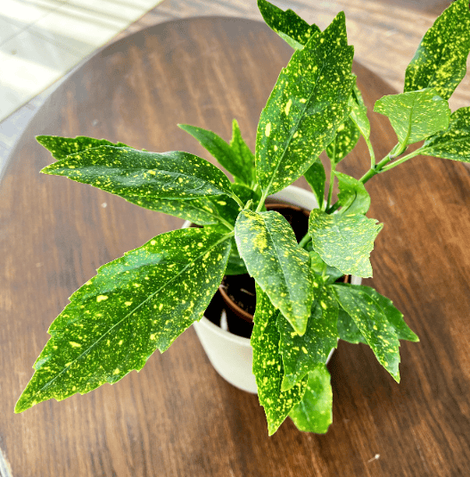Aukuba Japońska Variegata (Aucuba japonica) Aucuba japonica Variegata 2