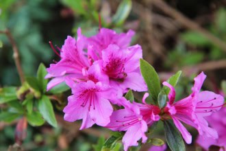 Azalia Japońska Haruko- fioletowa miniaturka Azalea japonica 'Haruko' 1