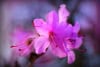 Azalia Japońska Haruko- fioletowa miniaturka Azalea japonica 'Haruko' 3