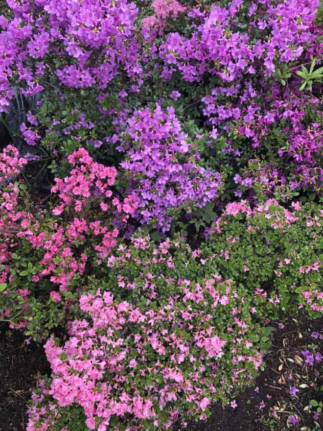 Azalia Japońska Haruko- fioletowa miniaturka Azalea japonica 'Haruko' 4