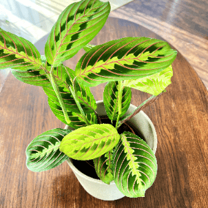 Maranta leuconeura Red Stripe Tricolor (Maranta leuconeura var. erythroneura) Maranta leuconeura var. erythroneura 3