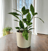 Aukuba Japońska Variegata (Aucuba japonica) Aucuba japonica Variegata 3