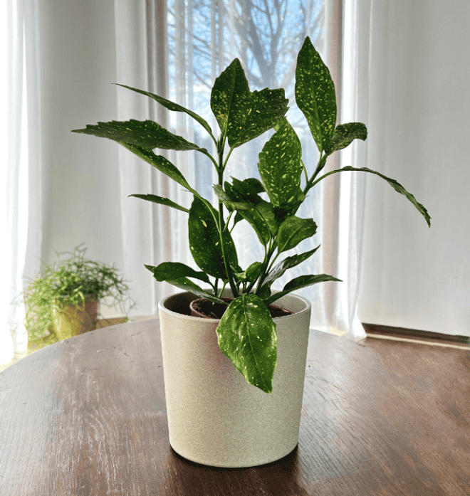 Aukuba Japońska Variegata (Aucuba japonica) Aucuba japonica Variegata 3