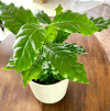 Kawowiec arabski (Kawa) Coffea arabica 1