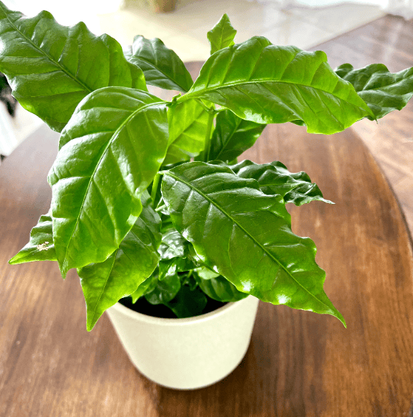 Kawowiec arabski (Kawa) Coffea arabica 1