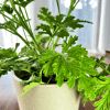 Geranium Anginka (Pelargonium graveolens) Pelargonium graveolens 3