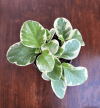 Peperomia tępolistna Variegata (Peperomia obtusifolia) Peperomia obtusifolia Variegata 2