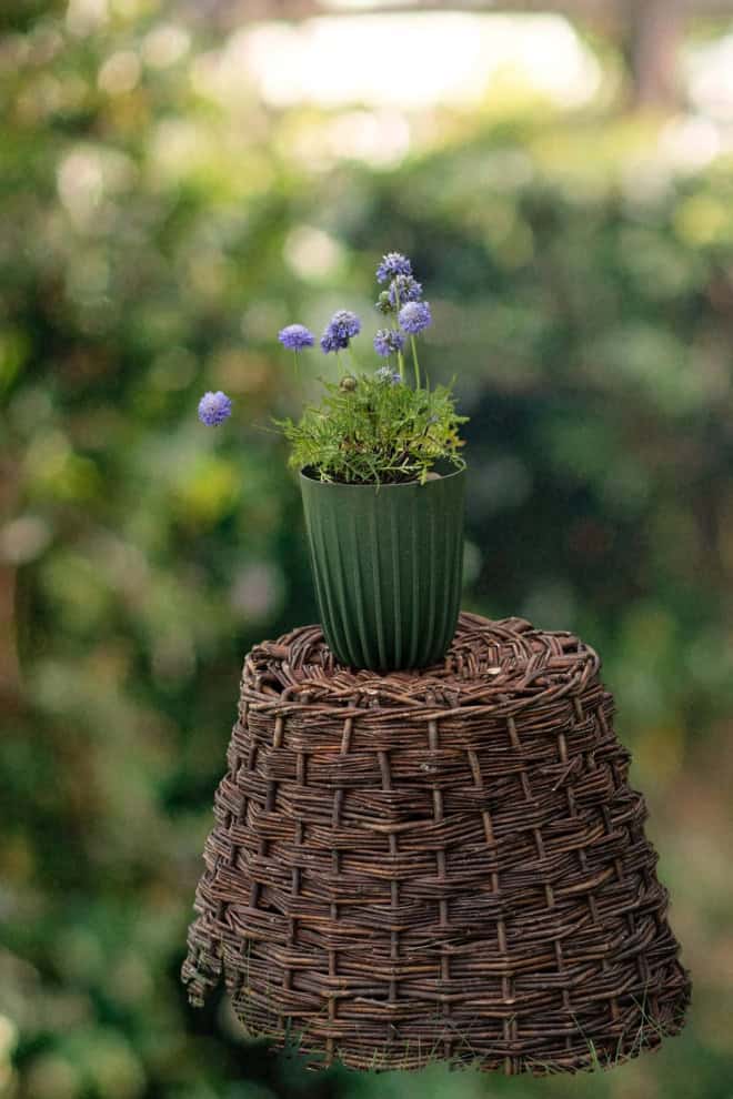 Drakiew kaukaska Blue Note- niebieskie kwiaty Scabiosa ochroleuca 'Blue note' 2