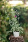 Drakiew Barocca - piękne fioletowe kwiaty Scabiosa ochroleuca 'Barocca' 2