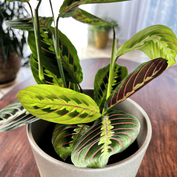 Maranta leuconeura Red Stripe Tricolor (Maranta leuconeura var. erythroneura) Maranta leuconeura var. erythroneura 2